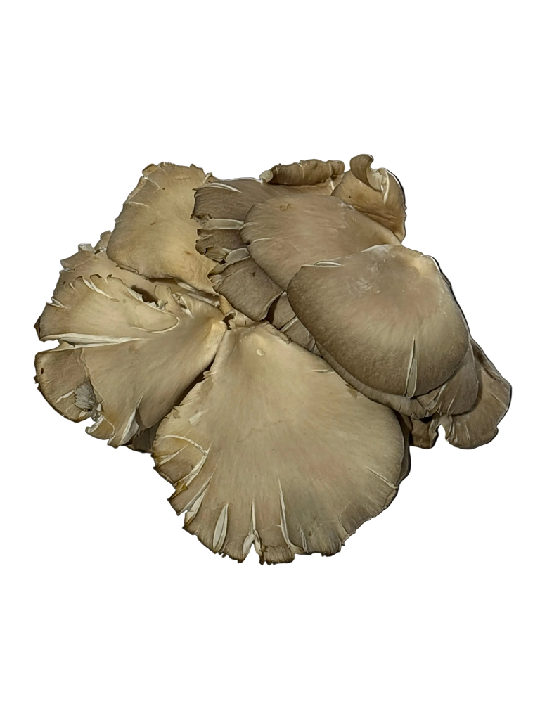 Funky Fungi - Oyster Mushrooms (R/kg)