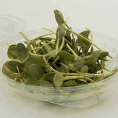 Fine Micro- Wheatgrass Microgreen(6Pack)